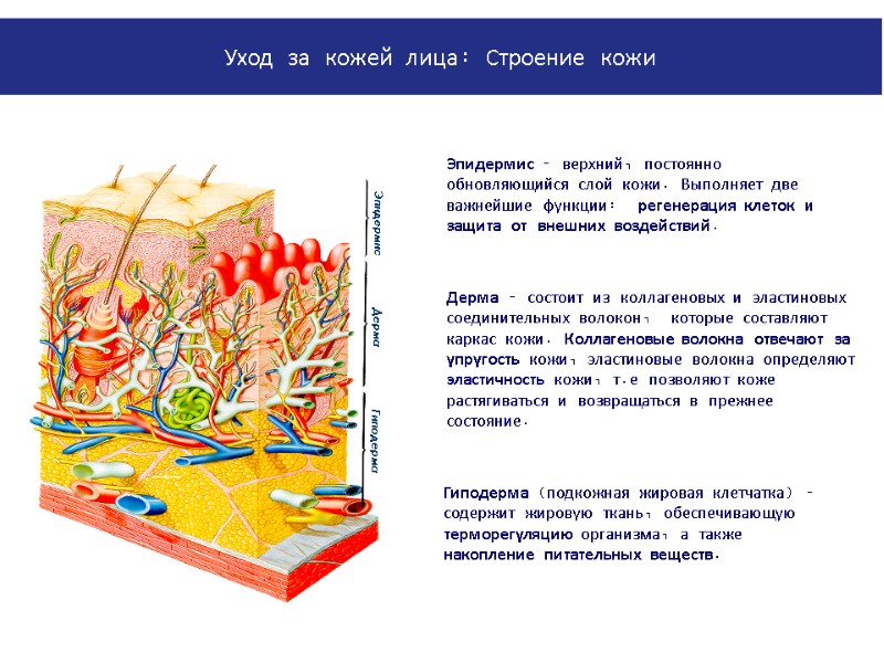 PowerPoint Manual | Corporate Communications 02/08/2011 | Page 25 Эпидермис – верхний, постоянно обновляющийся